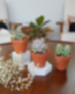 Succulent