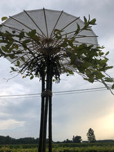 IMG_6558.jpeg