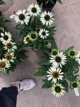 IMG_6552.jpeg