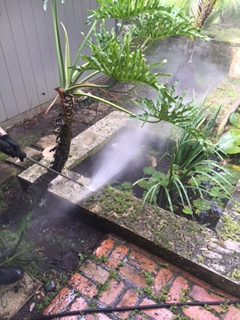 Koi Pond
