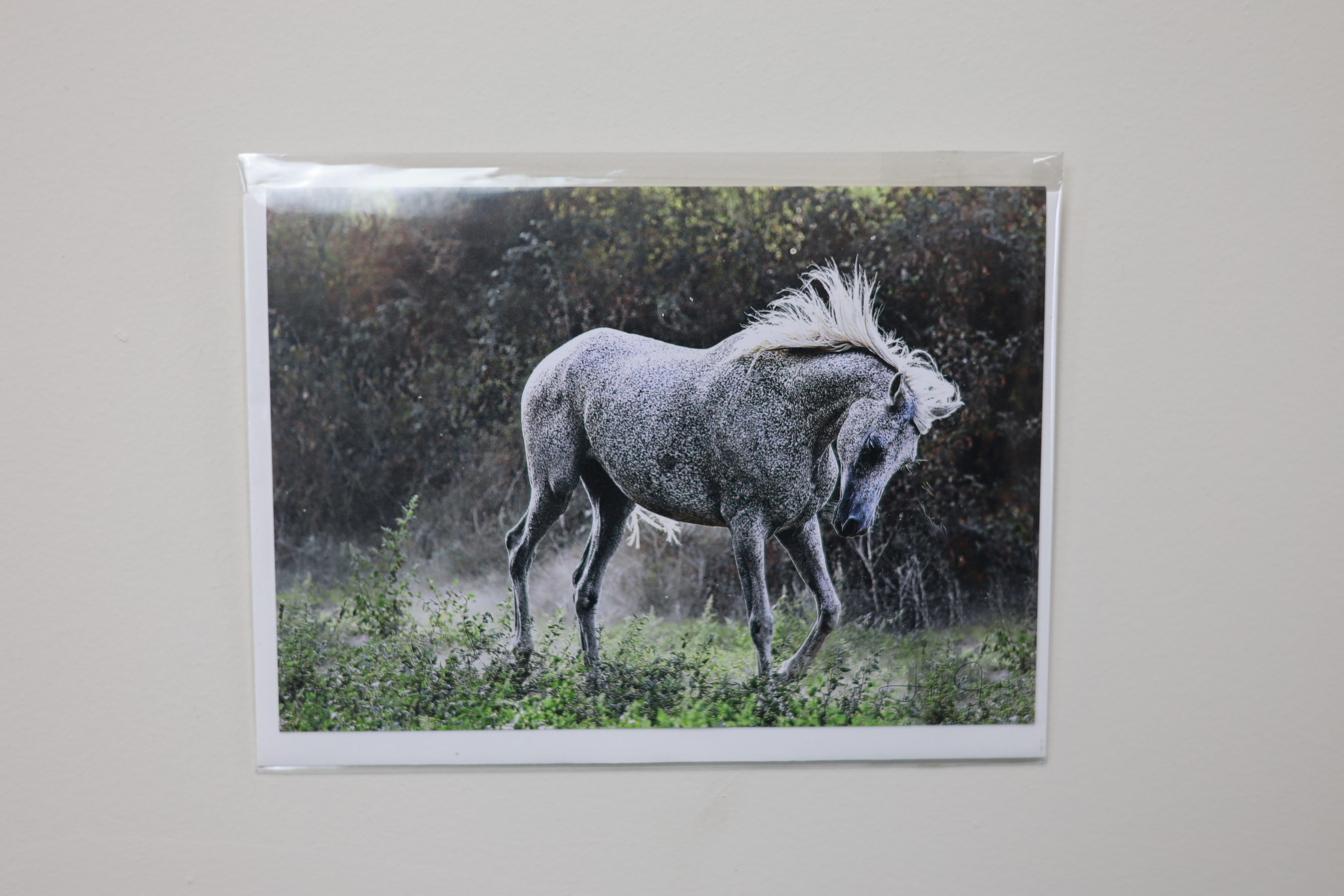 "Silver Shadow" - Blank Greeting Card