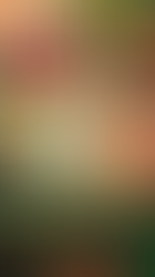 The Art of Play: How Chumbak Captured the Imagination of Modern India's Home and Lifestyle Market