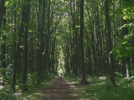 WurzelKraft Lieder