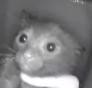 a83dd6e20f078905b2138a2920c67457.png