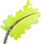 Lettuce.png