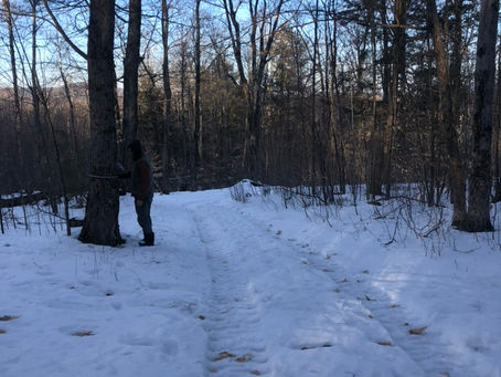 CSA Signups and Maple Sap