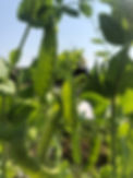 FF5A59C3-68C2-4280-A3A0-364C97E0C0A5.JPG
