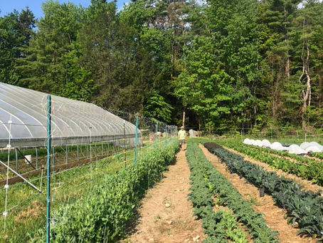 CSA Week 1: June Sun and Rain