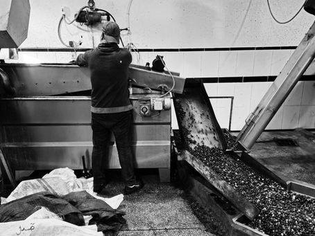 Het invoeren van een batch olijven voor de traditionele pers