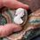 Thumbnail: Renaissance sardonyx cameo of a beautiful young woman.  Italian, 16th century.