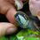 Thumbnail: Micro carving souvenir ring.  French, late 18th century.