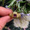 Thumbnail: Renaissance gold and enamel ring set with a ruby. Western Europe, 16th century.