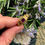 Thumbnail: Renaissance gold and enamel ring set with a ruby. Western Europe, 16th century.