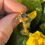 Thumbnail: Medieval Bishop’s Ring Set with a Sapphire. English, 12th - 13th century.