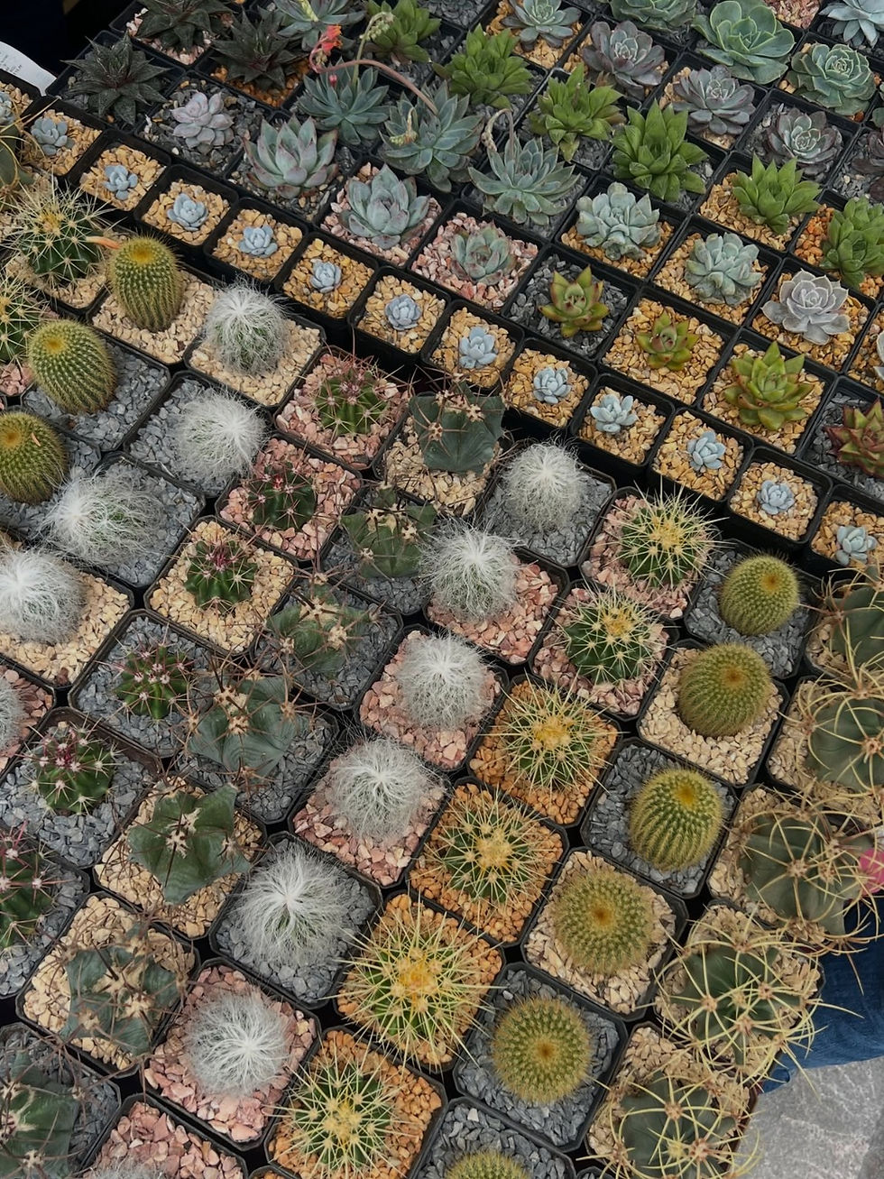 Regresa el Plant Fest Cholula para los amantes de las plantas del 17 al 19 de abril