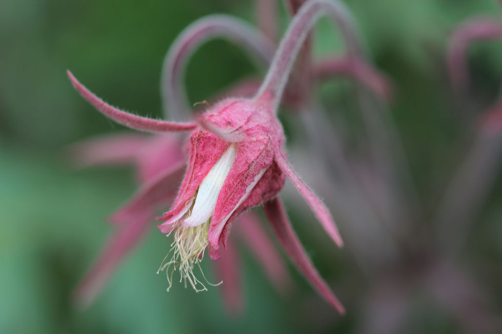 Prairie Smoke