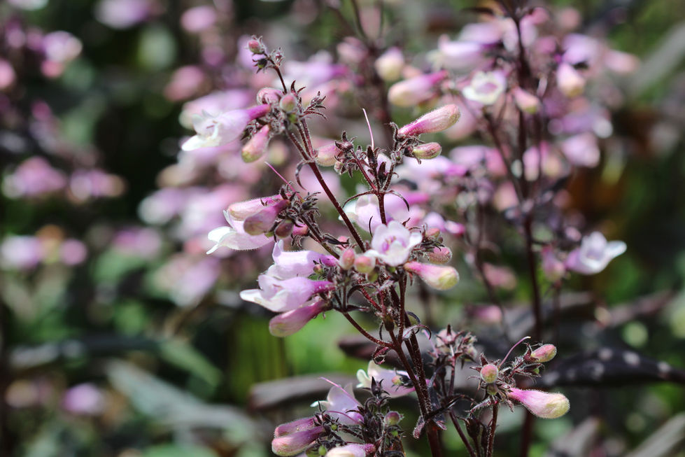 Penstemon 'Dark Towers'