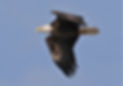 eagle steve.jpg