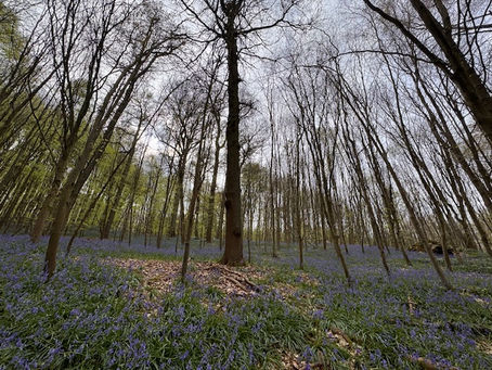 A Bluebell Kind of Day