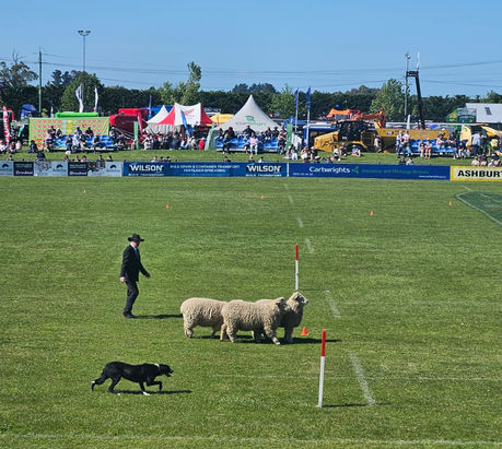 2025 Trans Tasman Wayleggo Cup | Australian Sheepdog Workers' Association