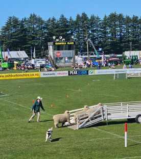 2025 Trans Tasman Wayleggo Cup | Australian Sheepdog Workers' Association