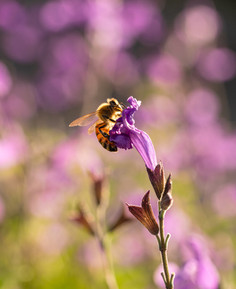 A bee on a flower at Macedon Nursery & Garden Supplies, photographed by Nic at KGMG Creative
