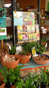 a video of tulip bulbs on sale at Macedon Nursery & Garden Supplies by KGMG Creative videographer Nic.