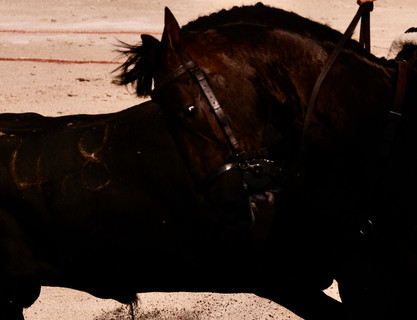 mes couleurs de camargue - 8 sur 17.jpeg