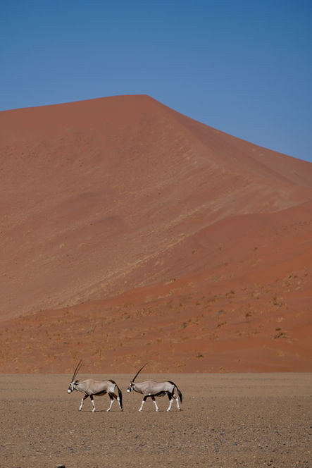 Desert de namibie photos