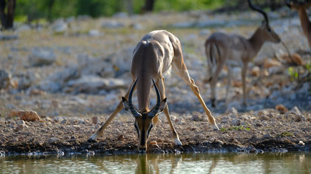 Photo d'animaux buvant en namibie