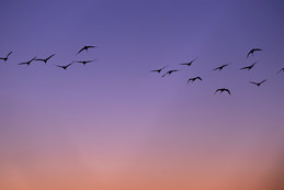 mes couleurs de camargue - 4 sur 17.jpeg