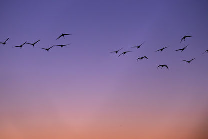 mes couleurs de camargue - 4 sur 17.jpeg