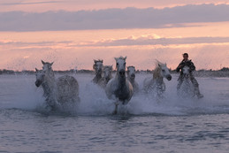 mes couleurs de camargue - 17 sur 17.jpeg