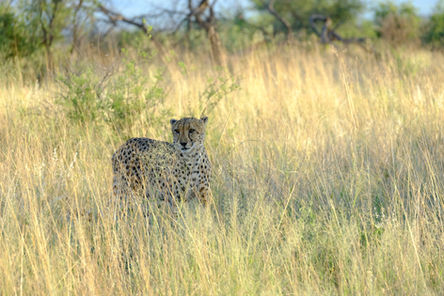 Photo de Guepard namibie