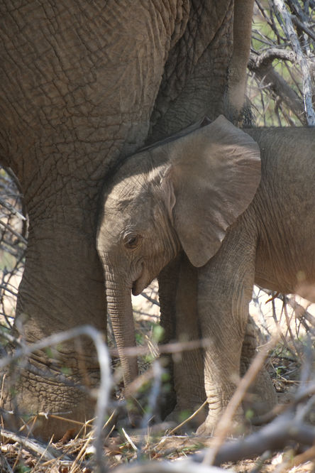 Photo éléphants namibie