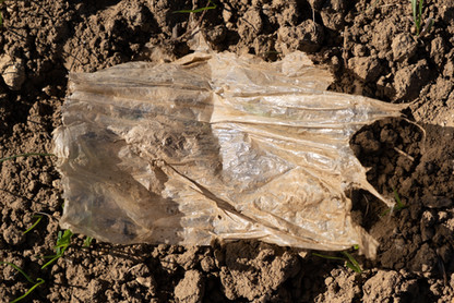 plastique culture - 5 sur 10.jpeg