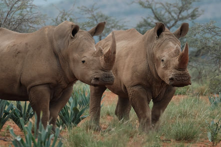 Photo Rhinoceros Namibie