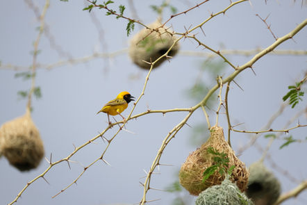 oiseaux namibie photos