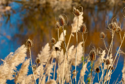 mes couleurs de camargue - 13 sur 17.jpeg