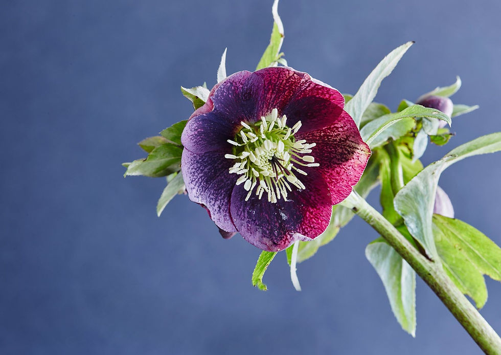 Fun Facts About Hellebores