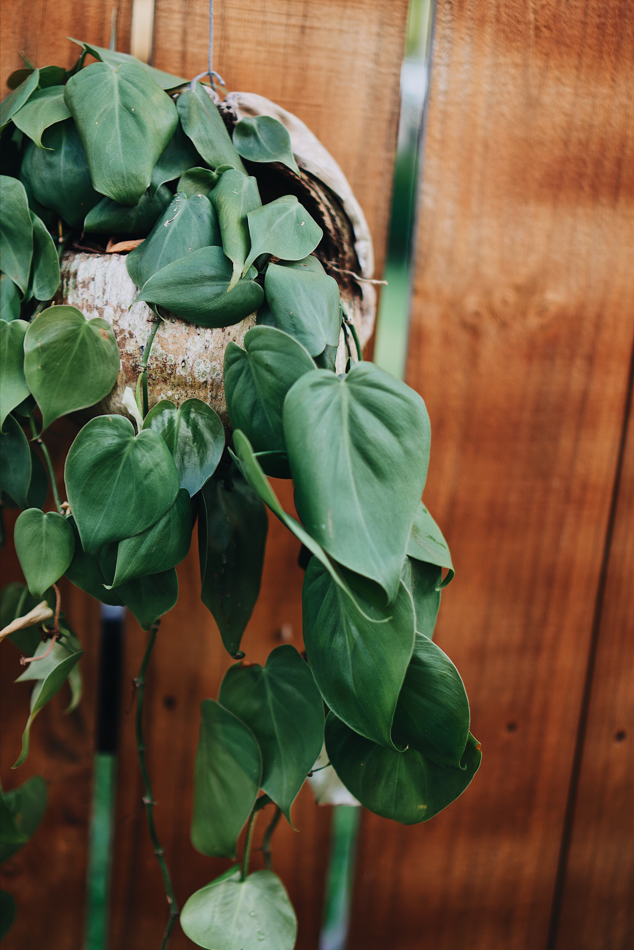 Pothos