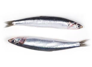 Boquerón