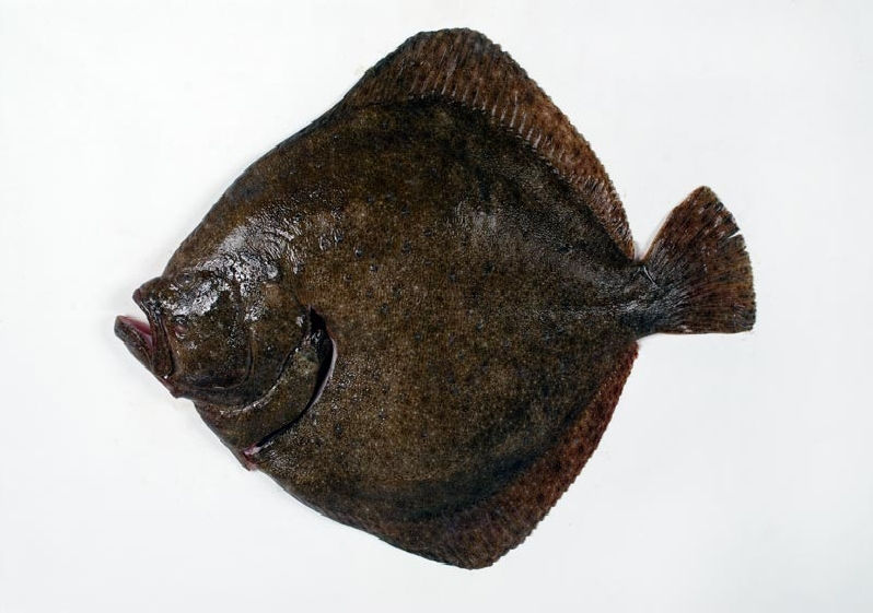 Rodaballo