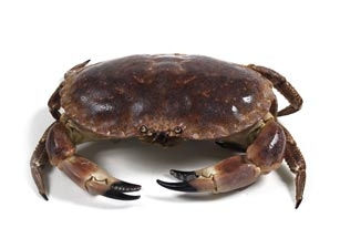 Ñocla
