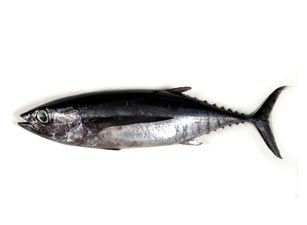 Bonito del Norte