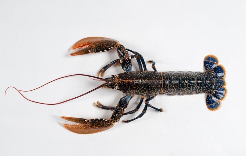 Bogavante
