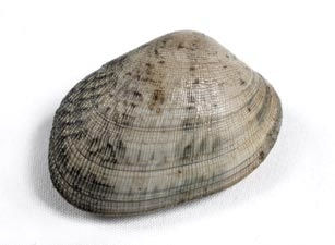 Almeja