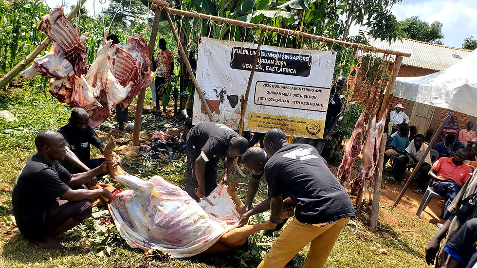 Thumbnail: QURBAN 2026 - UGANDA -COW