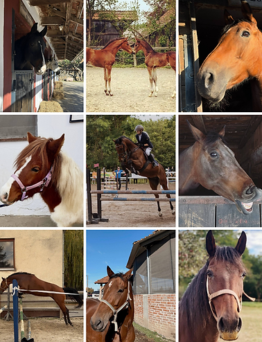 Prodaja konja i ponija