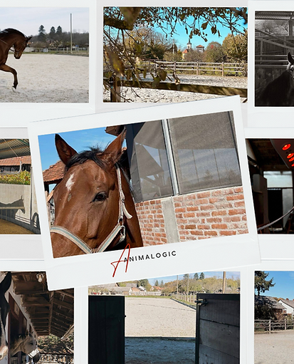 Smještaj vašeg konja